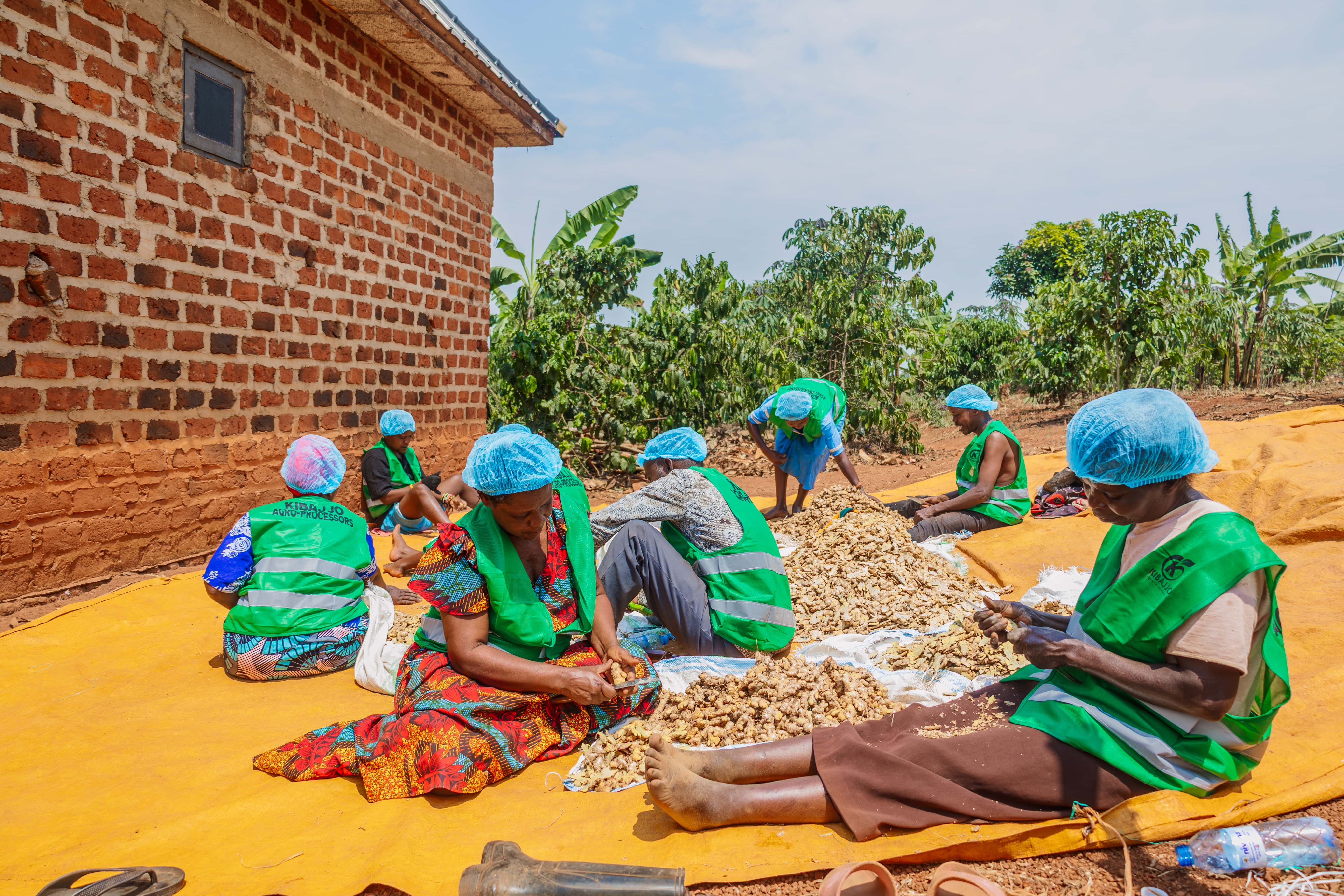 Women sorting freshly harvested ginger in Butambala