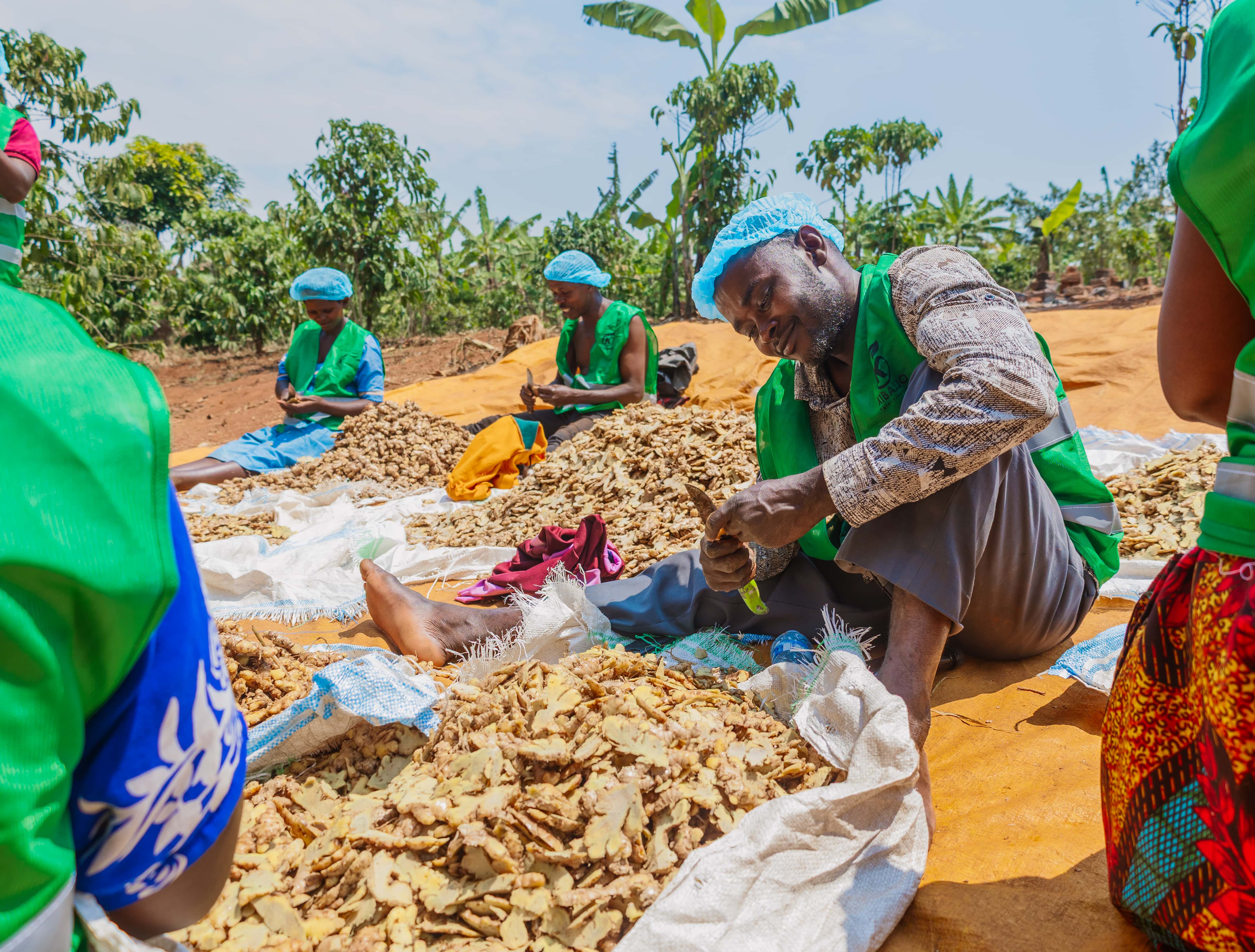 Community members checking and cleaning freshly harvested ginger