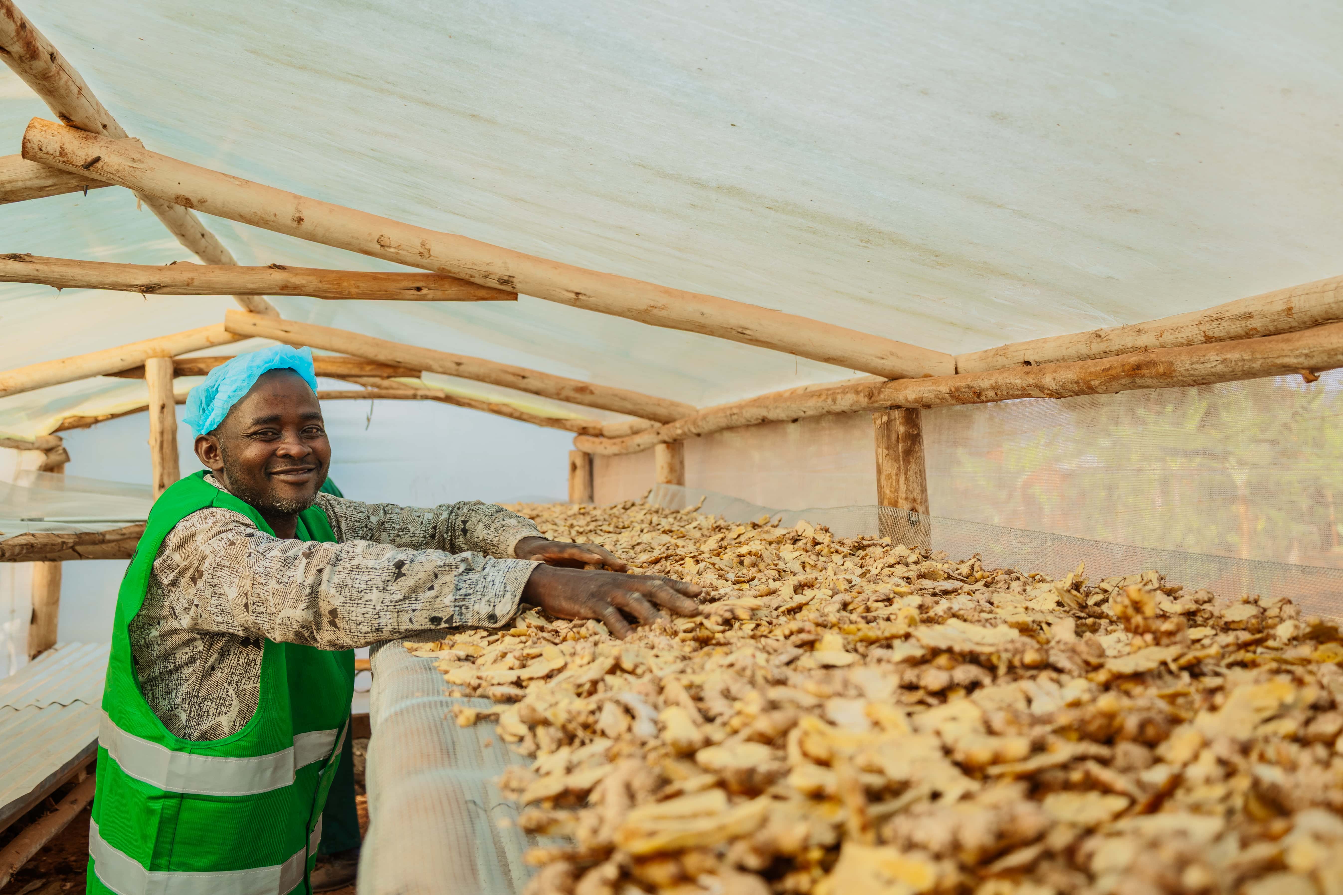 A Kibajjo team member checking ginger inside the solar dryer